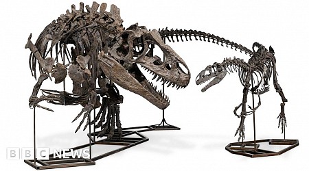 Dinosaur skeletons fetch £12.4m at auction