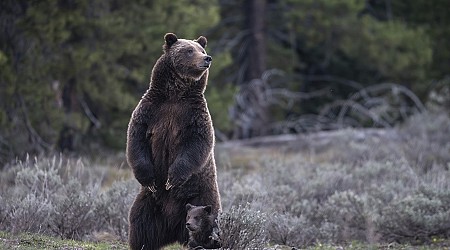 New approach to Rocky Mountain grizzlies sought ahead of the second Trump presidency