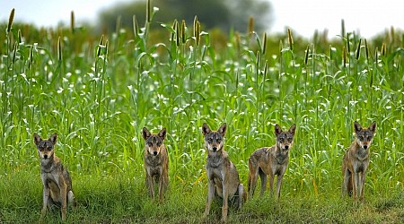 Here Are the 25 Finalists of the 2024 Wildlife Photographer of the Year People’s Choice Award