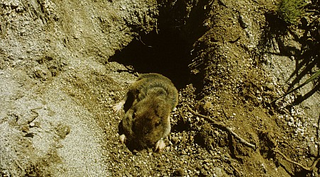 Gophers needed 1 day after Mount St. Helens erupted to bring explosions of new life