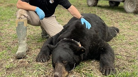 510-pound black bear breaks state record in Mississippi