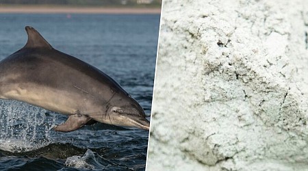 EEUU analizó un grupo de delfines frente al Golfo de México. 30 ejemplares dieron positivo en Fentanilo