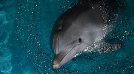 Des dauphins sauvages testés positifs au fentanyl dans le Golfe du Mexique