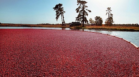 Cranberry Bogs Use Spiders Instead Of Pesticides