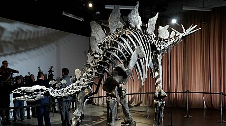 Citadel CEO Ken Griffin is lending his 'epic' $44.6 million Stegosaurus fossil to the American Museum of Natural History