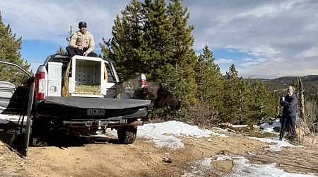 Released Bear Cub Charges Straight Toward Photographer