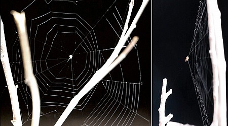 These Spiders Launch Their Webs at Prey. Here’s How They’re So Deadly Accurate