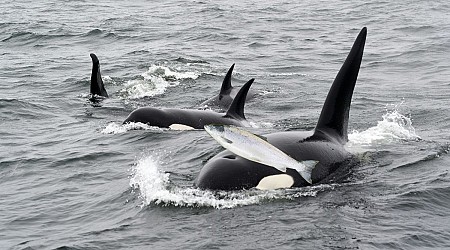 Huge Orca Fashion Update! Dead Salmon Hats Are Back In Style After 37 Years