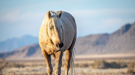 Rash of wild horses shot in Utah...