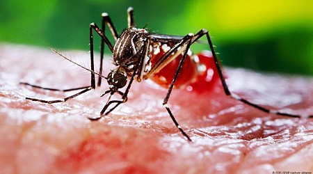 Klimapolitik - Dengue-Fieber: Was hilft und wie schützt man sich?