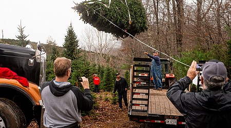 Saving Christmas in North Carolina, One Tree at a Time, After Hurricane Helene