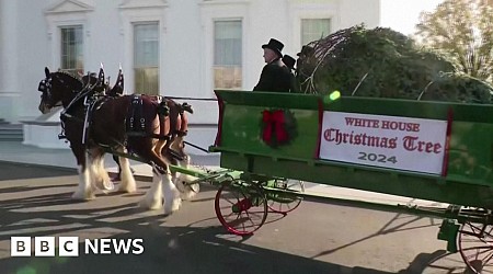 First Lady receives White House Christmas tree