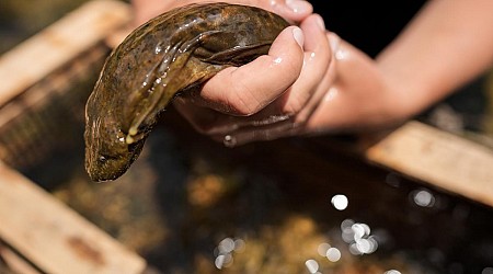 Feds propose protection for giant salamanders devastated by Hurricane Helene