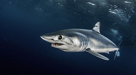 Young Mako Shark Travels 750 Miles, Offering Hope For Conservation Efforts