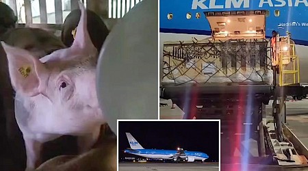 Foul stench of 100 pigs in cargo causes KLM flight to make emergency landing in Bermuda