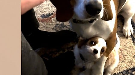 WATCH: Dog gets puppy sibling to sit for a treat