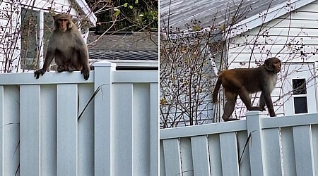 Monkey sightings in Florida town prompt police to issue dire warning