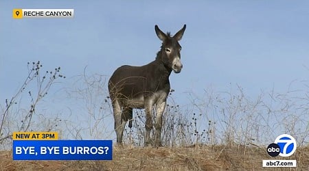 Reche Canyon residents upset with plans to relocate thousands of burros to Texas