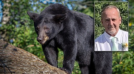 Virginia hunter killed by bear falling out of tree