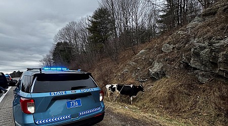 Cows fall from trailer onto Maine Turnpike after door unlatches