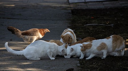 Adoptable or feral? Lawsuit challenges California animal shelter’s program to return cats to the outdoors