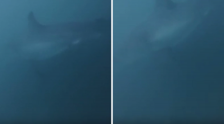 Oregon Scuba Diver Films Moment Great White Shark Appears 'Out of Nowhere'