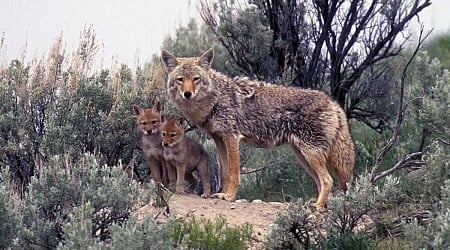 Researchers make surprising discovery about common wildlife management tactic: 'This trend occurred over several years'