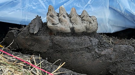 Complete mastodon jaw fossil found in New York backyard