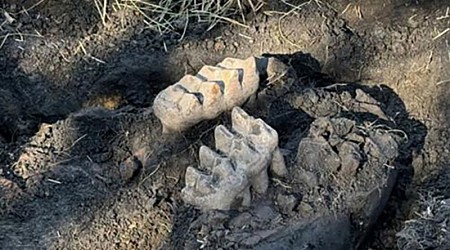 New York homeowner’s yardwork reveals mastodon jaw