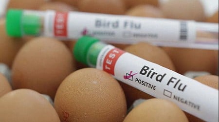 One bird flu case found in Louisiana out of 60 in the country this year