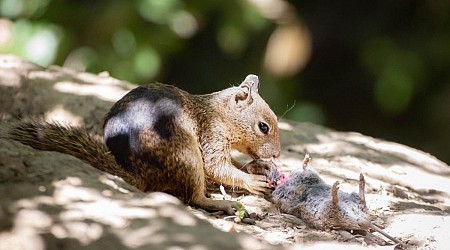 'Shocking' report casts light on meat-eating habits of predatory California ground squirrels