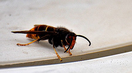 'Murder hornet' eradicated from the U.S., officials announce