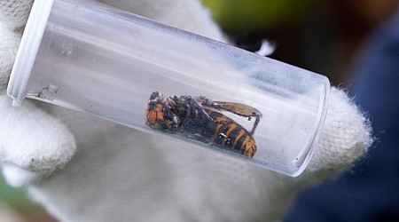 Invasive ‘murder hornets’ wiped out in the US