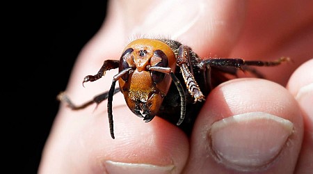 "Murder hornets" eradicated in the U.S., agriculture officials say