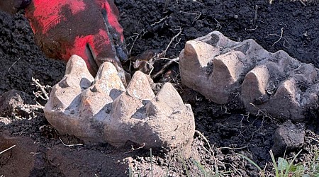 New York man finds mastodon jaw while gardening in his backyard