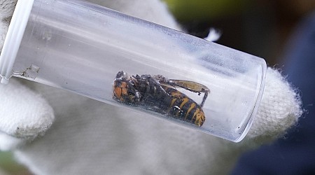 Invasive 'murder hornets' are wiped out in the US, officials say