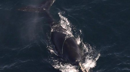 Endangered whales found entangled in fishing gear off Massachusetts coast