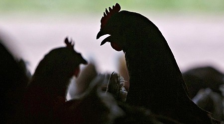 U.S. reports first severe human case of bird flu