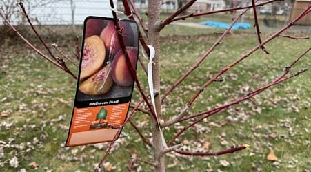 Michigan city planting trees to provide free fruit for residents under new pilot program