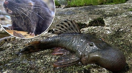 'Blob-headed' fish among 27 new species discovered in Peru