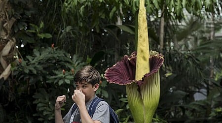 Como Zoo in MN Gives Update on Strange, Smelly Corpse Flower