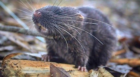 Peru Expedition Reveals 27 New Species, Including Rare Swimming Mouse