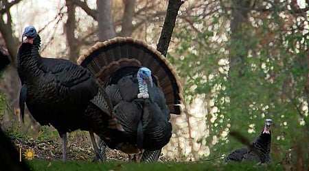 NATURE: Turkeys in South Dakota