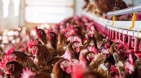 U.S. Has a First Case of Severe Bird Flu, CDC Confirms in H5N1 Update