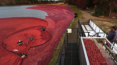 Thanksgiving Will See Millions Eating Cranberry Sauce. Where Do Those Cranberries Come From?