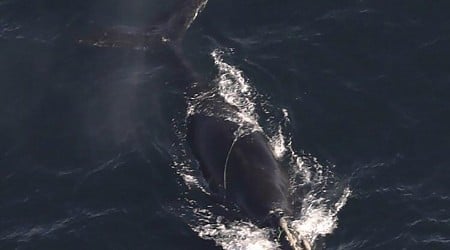 Endangered whales found entangled in rope off Massachusetts, and 1 is likely to die