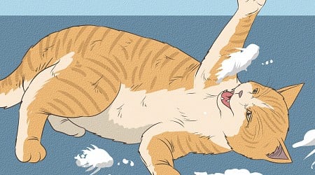 How to Orange Cat Personality