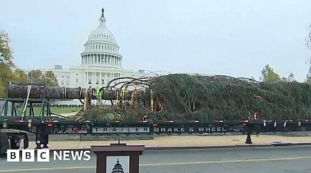 US Capitol Christmas tree arrives in DC