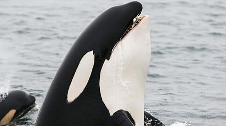 Orcas have begun wearing salmon hats again – and we may soon know why