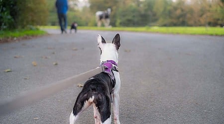 Dogs pull harder on the leash when they wear a harness than a collar